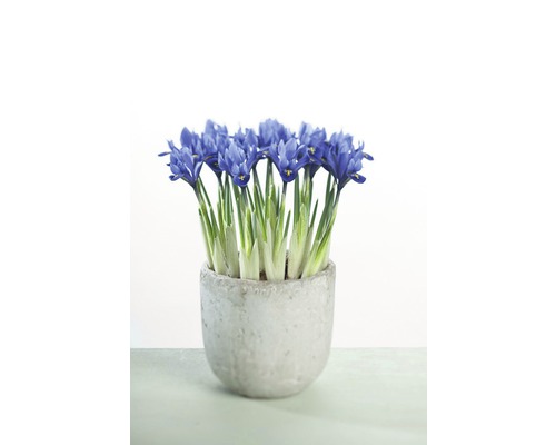 Schwertlilie 'Harmony' FloraSelf Ø 9 cm blau-gelb