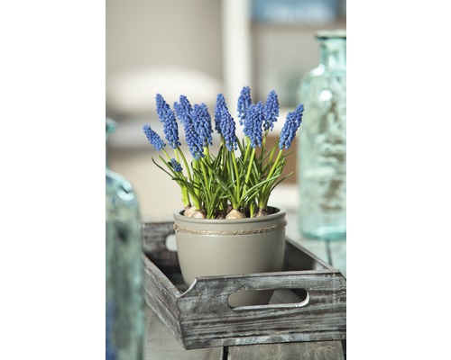 Traubenhyazinthen in Topf auf Holztablett