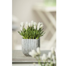 Traubenhyazinthe mit weißer Blüte im Topf