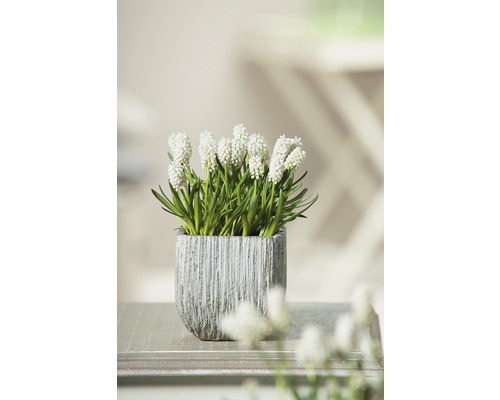Traubenhyazinthe mit weißer Blüte im Topf