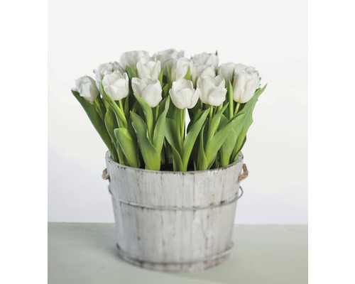 Tulpe 'Calgary' FloraSelf Ø 9 cm weiß
