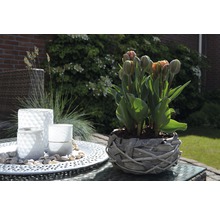Dekorativer Gartentisch mit Tulpen im Weidenkorb und Windlichtern