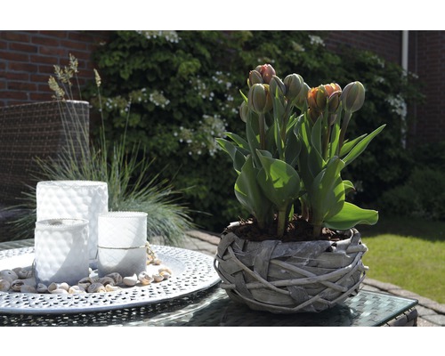 Dekorativer Gartentisch mit Tulpen im Weidenkorb und Windlichtern