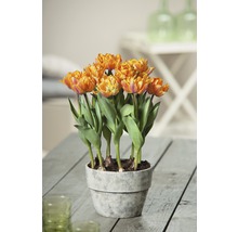 Orange Tulpen im Topf auf einem Tisch