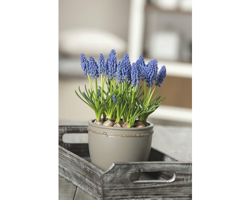 Blaue Traubenhyazinthe in einem Topf auf einem Tablett.