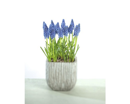 Traubenhyazinthe 'Armeniacum' FloraSelf Ø 12 cm blau
