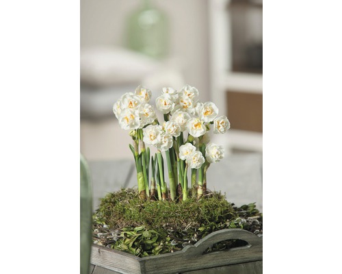 Narzisse, Osterglocke FloraSelf Narcissus pseudonarcissus 'Bridal Crown' Ø 12 cm Topf Narzissenarrangement auf einem Holztablett mit Moos und Grünpflanzen