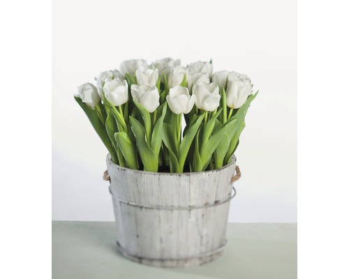 Tulpe 'Calgary' FloraSelf Ø 12 cm weiß