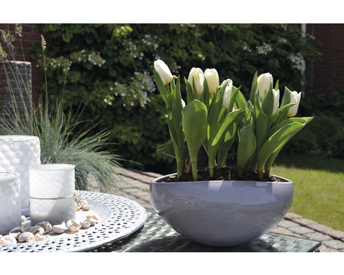 Weiße Tulpen in grauem Übertopf auf einem Tisch im Freien, umgeben von Dekorationsgegenständen