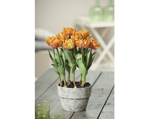 Orangefarbene Tulpen in einem Topf auf einem Tisch