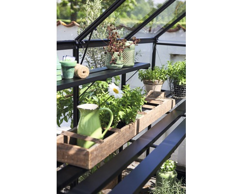 Innenansicht eines Gewächshauses mit Regalen und verschiedenen Pflanzen in Töpfen