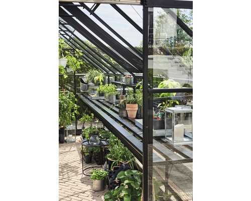 Innenansicht eines Gewächshauses mit Pflanzen und Regalen