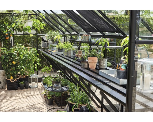 Gewächshaus mit Pflanzen und Regalen, ideal für den Gartenanbau