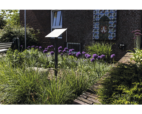 Blumenbeet mit Zierlauch und Gräsern vor Backsteingebäude