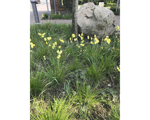 Szene mit Narzissen, Ziergras, Baum und großem Stein