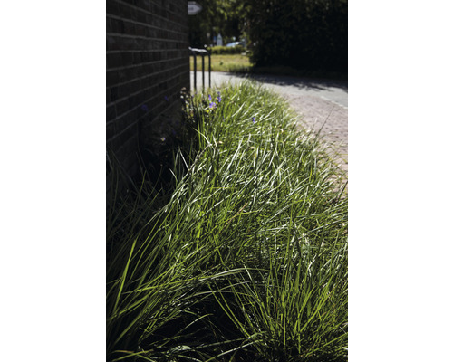 Nahaufnahme von Ziergras an einem Weg