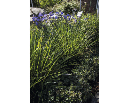 Garten mit Ziergräsern und blühenden Pflanzen