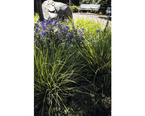 Gartenanlage mit Ziergräsern und blühenden Pflanzen