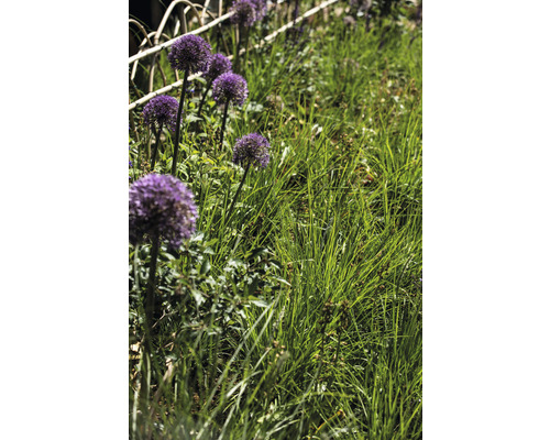 Zierlauch im Gartenbeet mit Ziergras