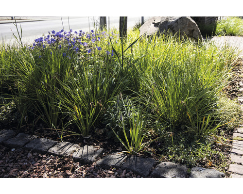 Nahaufnahme einer Grünfläche mit Ziergräsern und blühenden Pflanzen