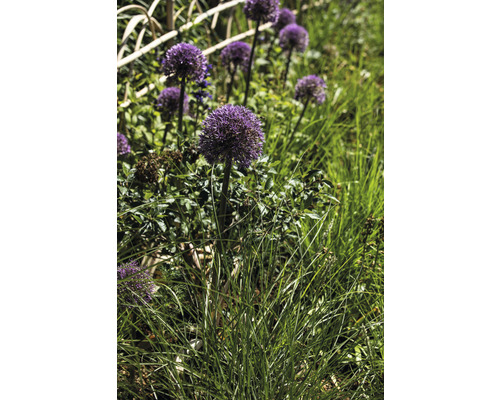 Zierlauch im Gartenbeet