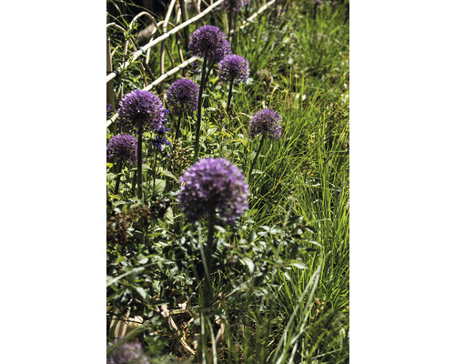 Nahaufnahme von Zierlauch im Gartenbeet