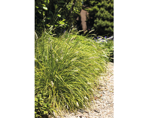 Dekorative Grasbüschel im Garten