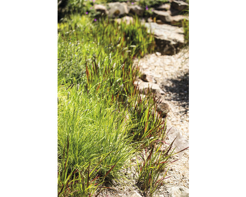 Nahaufnahme von Ziergras im Garten