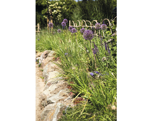 Gartenszene mit Zierlauch, Ziergras, Steinmauer und Zaun