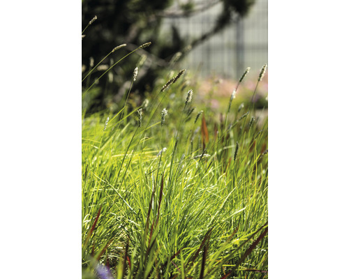 Nahaufnahme von Ziergras im Garten