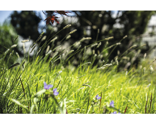 Detailansicht von Ziergras im Garten.