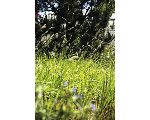 Hohes Gras im Garten mit vereinzelten Wildblumen und einem Baum im Hintergrund