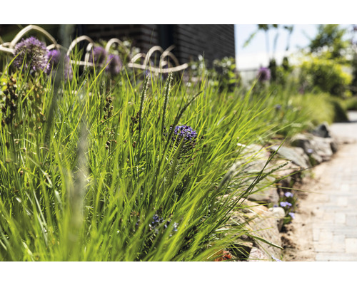 Gartenlandschaft mit Zierlauch und Ziergräsern entlang eines Steinwegs.