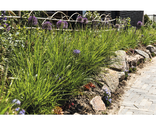 Garten mit Gras, Zierlauch und Steinmauer