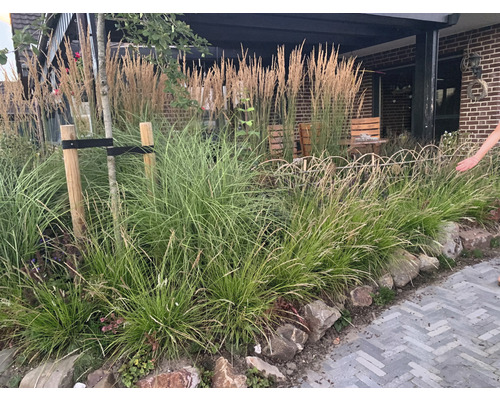 Gartenszene mit Ziergräsern, Baumstützen und Steinen entlang eines Weges.