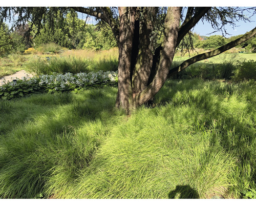 Gartenlandschaft mit Baum und Ziergras
