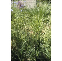 Nahaufnahme von Zittergras im Garten.