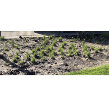 Ein Gartenbeet mit frisch gepflanzten Ziergräsern und vereinzelten gelben Narzissen.