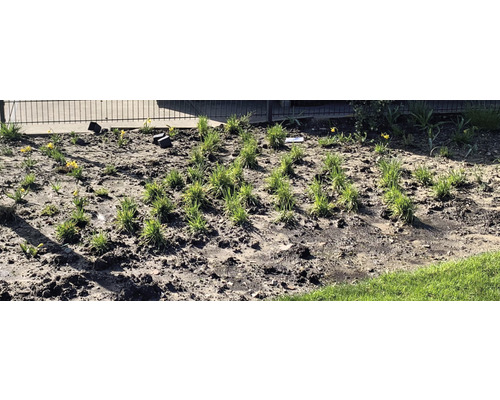 Ein Gartenbeet mit frisch gepflanzten Ziergräsern und vereinzelten gelben Narzissen.