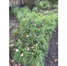 Bodendecker Gras im Gartenbeet mit Laub