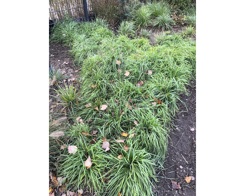 Bodendecker Gras im Gartenbeet mit Laub