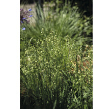 Nahaufnahme von Zittergras im Garten