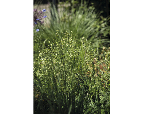 Nahaufnahme von Zittergras im Garten