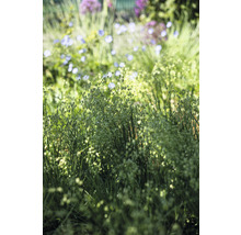 Blühendes Zittergras im Garten