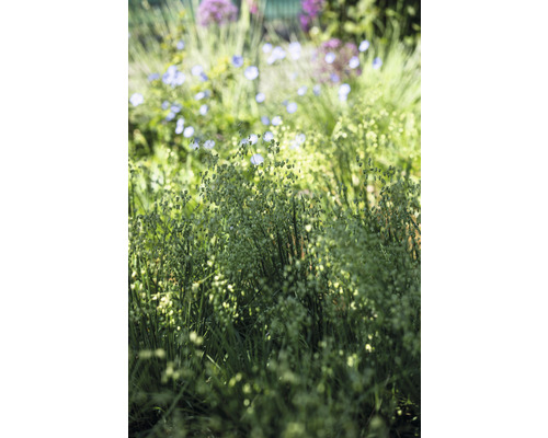 Blühendes Zittergras im Garten