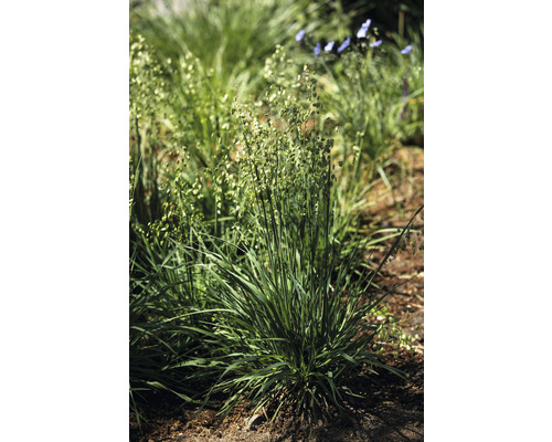 Horst von Zittergras im Garten.