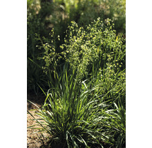 Büschel von Knäuelgras im Garten.