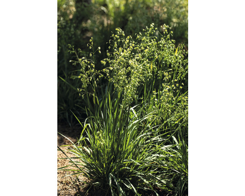 Büschel von Knäuelgras im Garten.