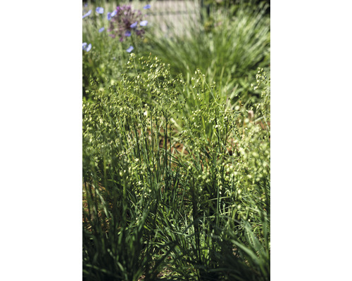 Detailaufnahme von Zittergras im Garten.