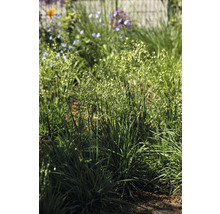 Nahaufnahme von Zittergras im Garten.
